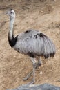 Darwin's rhea (Rhea pennata). Royalty Free Stock Photo