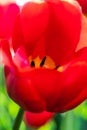 There are a lot of red tulips on the lawn. Beautiful spring park with lots of flowers. Yellow middle of a tulip flower close-up. Royalty Free Stock Photo