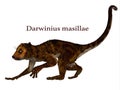Darwinius Primate with Font