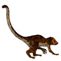 Darwinius Primate Tail