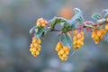 Darwins Barberry Berberis darwinii, close-up of yellow buds Royalty Free Stock Photo