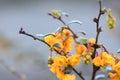 Darwins Barberry, Berberis darwinii, close-up flowers Royalty Free Stock Photo