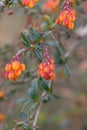 Darwins Barberry, Berberis darwinii, orange-yellow flowering shrub Royalty Free Stock Photo