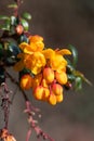 Darwins barberry (berberis darwinii) flowers Royalty Free Stock Photo