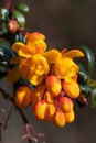 Darwins barberry (berberis darwinii) flowers Royalty Free Stock Photo