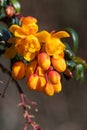 Darwins barberry (berberis darwinii) flowers Royalty Free Stock Photo