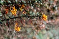 Darwins barberry (berberis darwinii) flowers Royalty Free Stock Photo