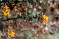 Darwins barberry (berberis darwinii) flowers Royalty Free Stock Photo