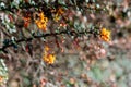 Darwins barberry (berberis darwinii) flowers Royalty Free Stock Photo