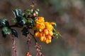 Darwins barberry (berberis darwinii) flowers Royalty Free Stock Photo