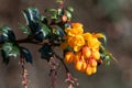 Darwins barberry (berberis darwinii) flowers Royalty Free Stock Photo