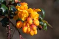 Darwins barberry (berberis darwinii) flowers Royalty Free Stock Photo