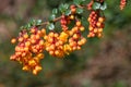 Darwins barberry (berberis darwinii) flowers Royalty Free Stock Photo