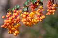 Darwins barberry (berberis darwinii) flowers Royalty Free Stock Photo