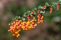 Darwins barberry (berberis darwinii) flowers Royalty Free Stock Photo