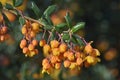 Darwins Barberry Royalty Free Stock Photo