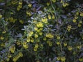 Darwins barberry, evergreen shrub, blooming Royalty Free Stock Photo