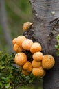 Darwins Fungus or Indian Bread (Cyttaria darwinii) Royalty Free Stock Photo
