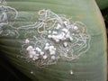 Das Flechtwerk und Ablagebrut der GThe wickerwork and brood of the greenhouse whitefly Trialeurodes vaporariorum