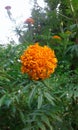 Das flower  & x28;Das pethiya flower & x29; in sri lanka Royalty Free Stock Photo