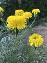 Das pethiya yellow Flower in Sri lanka Royalty Free Stock Photo