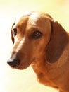 Daschund Royalty Free Stock Photo