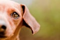 Daschund face Royalty Free Stock Photo