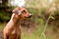 Daschund profile Royalty Free Stock Photo