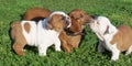 Daschund with two english bulldog puppies Royalty Free Stock Photo