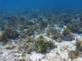 Dascillus colony in coral reef. Tropical seashore underwater photo. Royalty Free Stock Photo