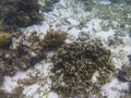 Dascillus colony in coral. Tropical seashore underwater photo.