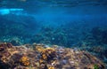 Dascillus fish in coral reef landscape. Tropical sea animal underwater photo. Coral reef seascape. Warm sea nature Royalty Free Stock Photo