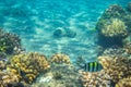 Dascillus fish in coral reef. Tropical seashore inhabitants underwater photo. Royalty Free Stock Photo