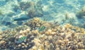 Dascillus fish family in coral. Tropical seashore inhabitants underwater photo. Royalty Free Stock Photo