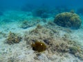 Dascillus fish in shallow water. Tropical seashore underwater photo. Marine nature. Warm sea shore Royalty Free Stock Photo