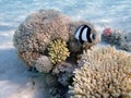 Underwater coral reef scene with humbug damselfish - (Dascyllus aruanus)