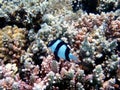 Underwater coral reef scene with humbug damselfish - (Dascyllus aruanus)
