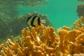 Dascyllus aruanus over yellow hard corals just below surface. Banded Humbug is white with three black vertical bars. Royalty Free Stock Photo