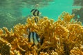 Dascyllus aruanus over yellow hard corals just below surface. Banded Humbug is white with three black vertical bars. Royalty Free Stock Photo