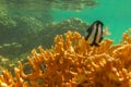 Dascyllus aruanus over yellow hard corals just below surface. Banded Humbug is white with three black vertical bars. Royalty Free Stock Photo