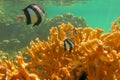 Dascyllus aruanus over yellow hard corals just below surface. Banded Humbug is white with three black vertical bars. Royalty Free Stock Photo