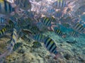 Dascyllus fish school in blue sea. Underwater view of coral fish Royalty Free Stock Photo