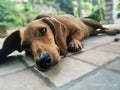 DASH CATEGORY DOG PHOTO TAKEN FROM ARANMULA ON 27/08/2020