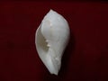 Dashinawarti Shankh of Righted white Conch religious thing