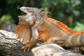 The dashing appearance of a red iguana sunbathing. Royalty Free Stock Photo