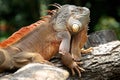 The dashing appearance of a red iguana sunbathing. Royalty Free Stock Photo