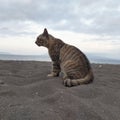 the dashing cat with a sharp gaze on the beach