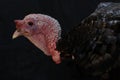 The dashing and muscular face of a male turkey. Royalty Free Stock Photo