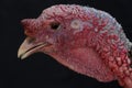 The dashing and muscular face of a male turkey. Royalty Free Stock Photo