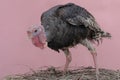 The dashing and muscular face of a male turkey. Royalty Free Stock Photo